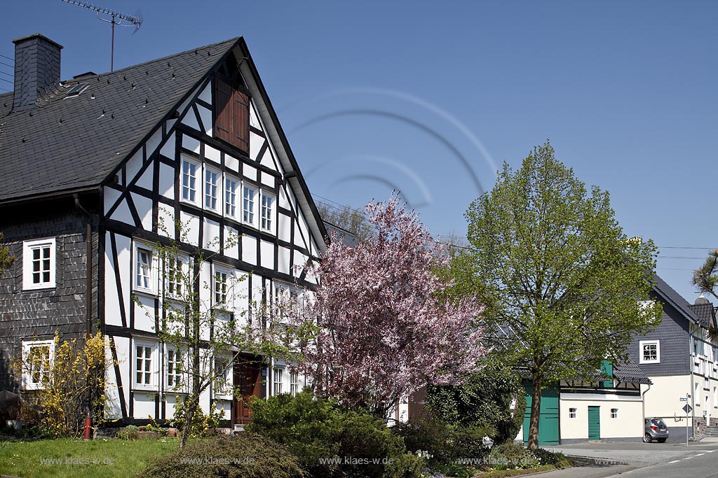 Netphen Afholderbach, Fachwerkhaus mit bluehender Japanischer Kirsche, Fruehling; Netphen Afholderbach; half timbered framework house with Japanese cherry tree in flower, springtime