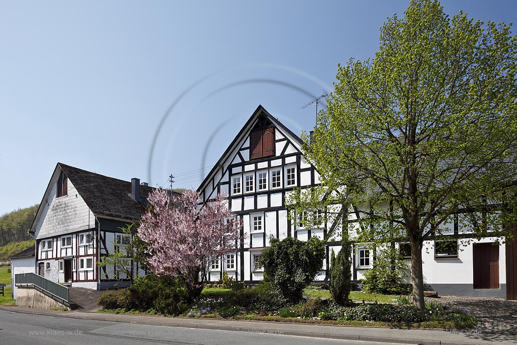 Netphen Afholderbach, Fachwerkhaus mit bluehender Japanischer Kirsche, Fruehling; Netphen Afholderbach; half timbered framework house with Japanese cherry tree in flower, springtime