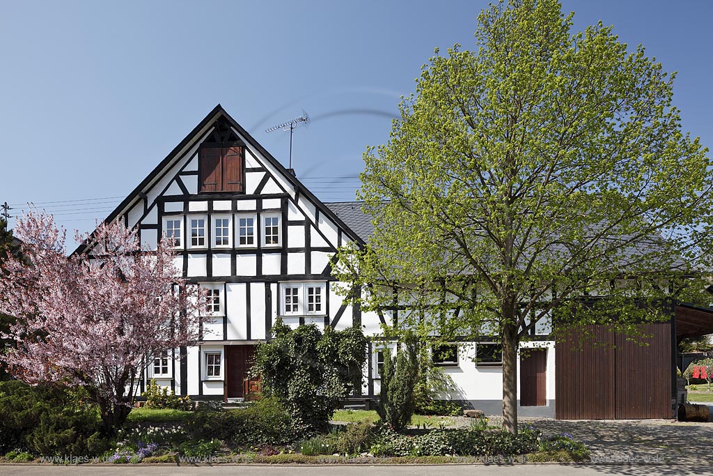 Netphen Afholderbach, Fachwerkhaus mit bluehender Japanischer Kirsche, Fruehling; Netphen Afholderbach; half timbered framework house with Japanese cherry tree in flower, springtime