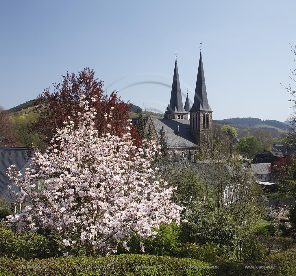Netphen; Blick zur katholischen Kirche St. Martin, eine im neugotischen Stil aus unverputztem Feldstein errichtete Kirche, im Hintergrund der Turm der evangelischen Martinikirche im Fruehling mit rosa bluehender Tulpenmagnolie; Netphen, view onto catholic St. Martin church and tower of evangelic Martini chuch in springtime with magnolia in flower