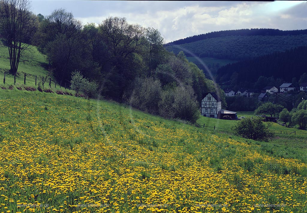 Nenkersdorf, Netphen, Kreis Siegen-Wittgenstein, Siegerland, Blick auf alte Mhle, Muehle in Sommerlandschaft