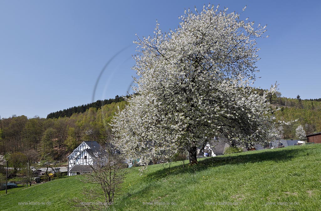 Netphen Sohlbach, Fruelingslandschaft mit Fachwerkhaus und frei stehender Vogelkirsche, Wildkirsche weiss bluehend, Prunus avium; Netphen Sohlbach, springtime landscape with half timbered framework house and cherry tree in white flowers, Prunus avium