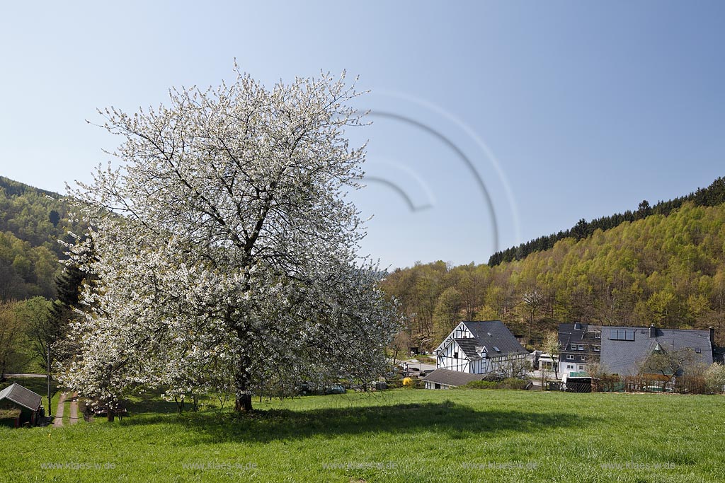 Netphen Sohlbach, Fruelingslandschaft mit Fachwerkhaus und frei stehender Vogelkirsche, Wildkirsche weiss bluehend, Prunus avium; Netphen Sohlbach, springtime landscape with half timbered framework house and cherry tree in white flowers, Prunus avium