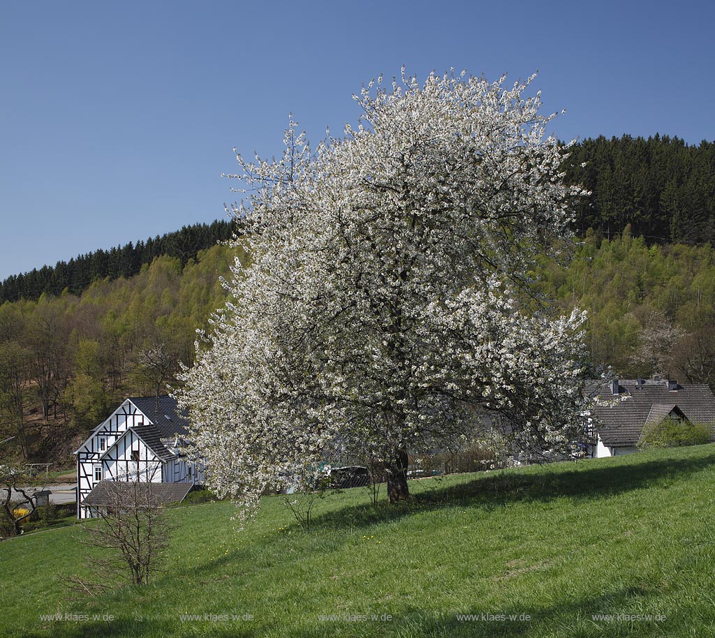 Netphen Sohlbach, Fruelingslandschaft mit Fachwerkhaus und frei stehender Vogelkirsche, Wildkirsche weiss bluehend, Prunus avium; Netphen Sohlbach, springtime landscape with half timbered framework house and cherry tree in white flowers, Prunus avium