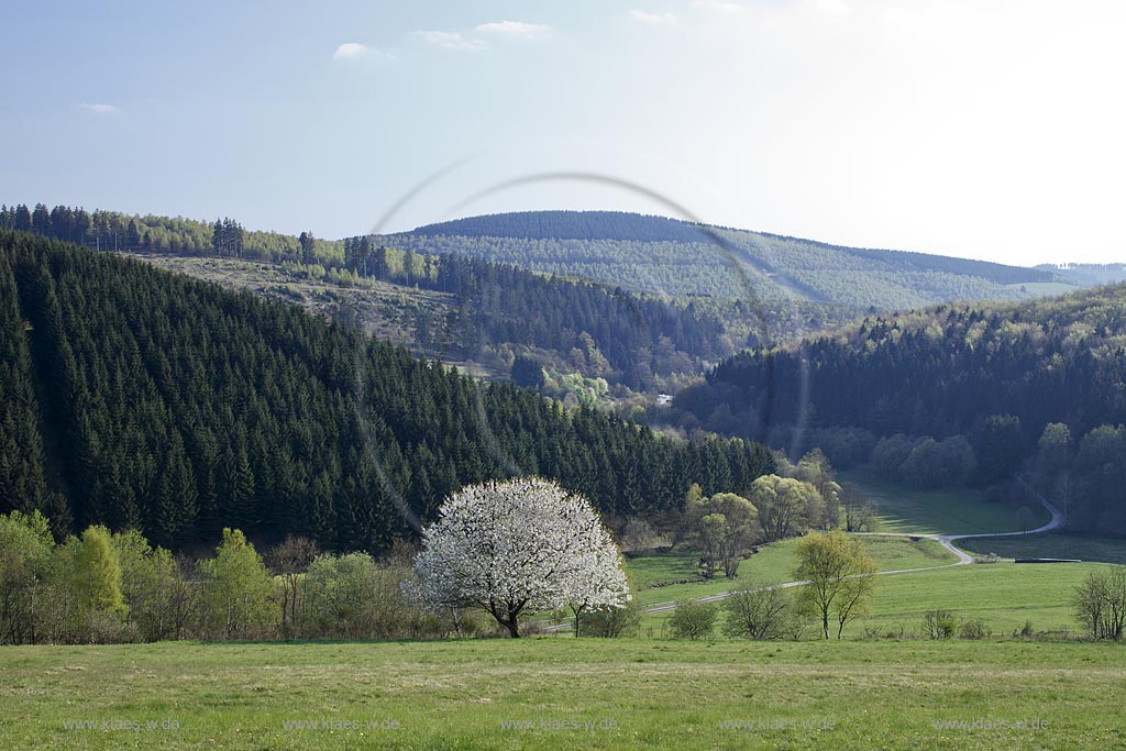 Netphen Walpersdorf; Fruehlingslandschaft mit weisser Wildkirschbluehte, Vogelkirsche, Prunus avium; Netphen Walpersdorf springtime landscape with white flower cherry tree  