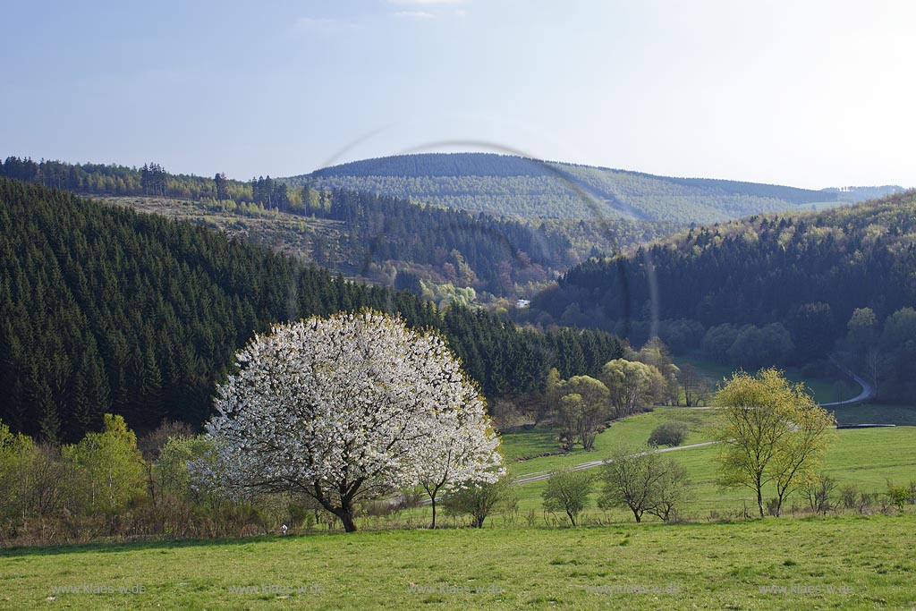Netphen Walpersdorf; Fruehlingslandschaft mit weisser Wildkirschbluehte, Vogelkirsche, Prunus avium; Netphen Walpersdorf springtime landscape with white flower cherry tree  
