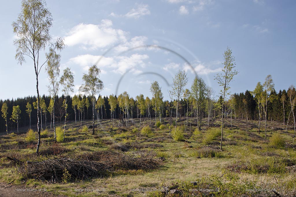 Netphen Walpersdorf Siegerlaender Hauberg, Hauberglandschaft, traditionelle Forstwirtschaft mit Birken Niederwald, geschlagener Birkenwald mit einzelnen stehen gebliebenen Samungsbauemen im Fruehling. Der Hauberg (auch Hackberg) ist eine fr das Siegerland typische Form der genossenschaftlichen Waldbewirtschaftung. Sie diente der Gewinnung von Gerblohe, Holzkohle fr die regional bedeutsame Eisenerzverarbeitung und von Brennholz; Netphen Walpersdorf  landspace twith traditional forerstry.
