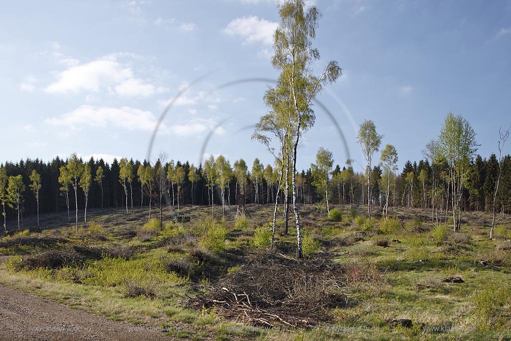 Netphen Walpersdorf Siegerlaender Hauberg, Hauberglandschaft, traditionelle Forstwirtschaft mit Birken Niederwald, geschlagener Birkenwald mit einzelnen stehen gebliebenen Samungsbauemen im Fruehling. Der Hauberg (auch Hackberg) ist eine fr das Siegerland typische Form der genossenschaftlichen Waldbewirtschaftung. Sie diente der Gewinnung von Gerblohe, Holzkohle fr die regional bedeutsame Eisenerzverarbeitung und von Brennholz; Netphen Walpersdorf  landspace twith traditional forerstry.