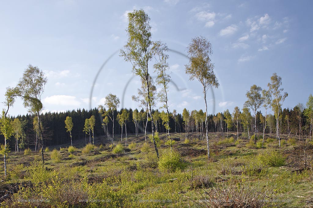 Netphen Walpersdorf Siegerlaender Hauberg, Hauberglandschaft, traditionelle Forstwirtschaft mit Birken Niederwald, geschlagener Birkenwald mit einzelnen stehen gebliebenen Samungsbauemen im Fruehling. Der Hauberg (auch Hackberg) ist eine fr das Siegerland typische Form der genossenschaftlichen Waldbewirtschaftung. Sie diente der Gewinnung von Gerblohe, Holzkohle fr die regional bedeutsame Eisenerzverarbeitung und von Brennholz; Netphen Walpersdorf  landspace twith traditional forerstry.