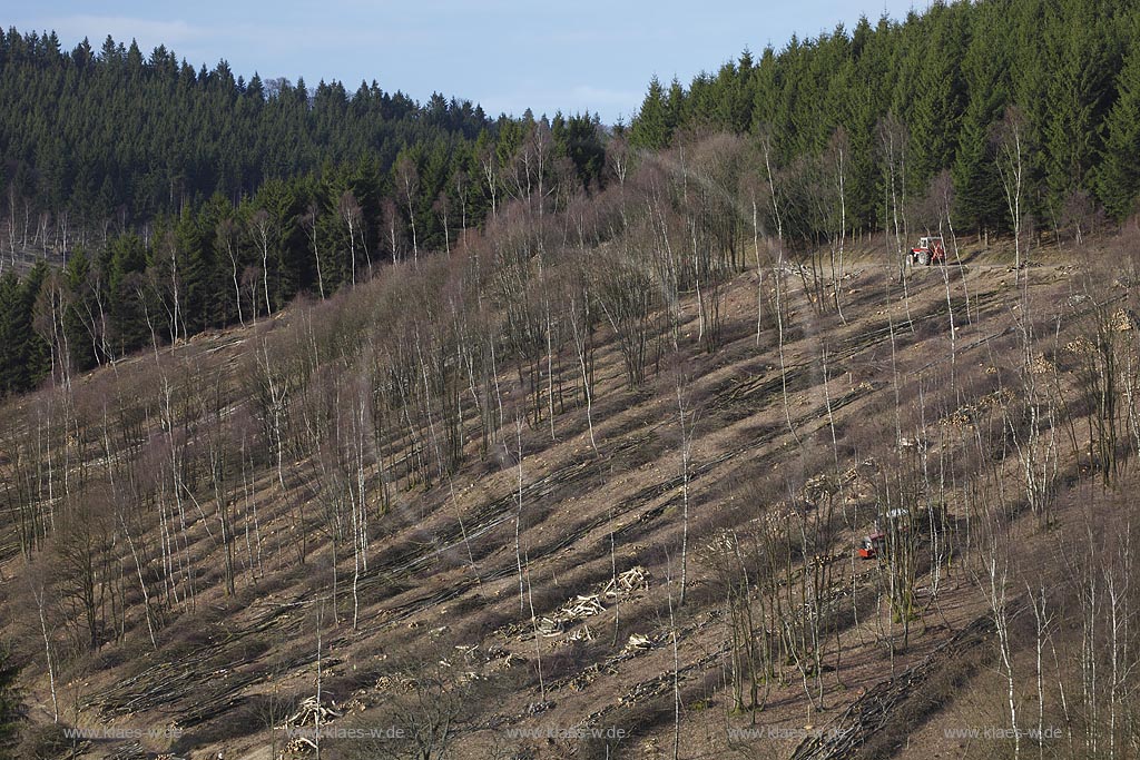 Netphen Walpersdorf Siegerlaender Hauberg, Hauberglandschaft, traditionelle Forstwirtschaft mit Birken Niederwald, geschlagener Birkenwald mit einzelnen stehen gebliebenen Samungsbauemen im Vorfruehling. Der Hauberg (auch Hackberg) ist eine fr das Siegerland typische Form der genossenschaftlichen Waldbewirtschaftung. Sie diente der Gewinnung von Gerblohe, Holzkohle fr die regional bedeutsame Eisenerzverarbeitung und von Brennholz; Netphen Walpersdorf landspace twith traditional forerstry.