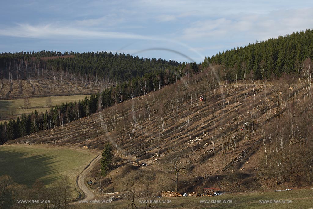 Netphen Walpersdorf Siegerlaender Hauberg, Hauberglandschaft, traditionelle Forstwirtschaft mit Birken Niederwald, geschlagener Birkenwald mit einzelnen stehen gebliebenen Samungsbauemen im Vorfruehling. Der Hauberg (auch Hackberg) ist eine fr das Siegerland typische Form der genossenschaftlichen Waldbewirtschaftung. Sie diente der Gewinnung von Gerblohe, Holzkohle fr die regional bedeutsame Eisenerzverarbeitung und von Brennholz; Netphen Walpersdorf landspace twith traditional forerstry.