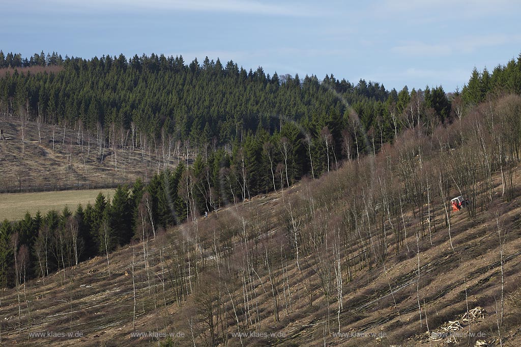 Netphen Walpersdorf Siegerlaender Hauberg, Hauberglandschaft, traditionelle Forstwirtschaft mit Birken Niederwald, geschlagener Birkenwald mit einzelnen stehen gebliebenen Samungsbauemen im Vorfruehling. Der Hauberg (auch Hackberg) ist eine fr das Siegerland typische Form der genossenschaftlichen Waldbewirtschaftung. Sie diente der Gewinnung von Gerblohe, Holzkohle fr die regional bedeutsame Eisenerzverarbeitung und von Brennholz; Netphen Walpersdorf landspace twith traditional forerstry.