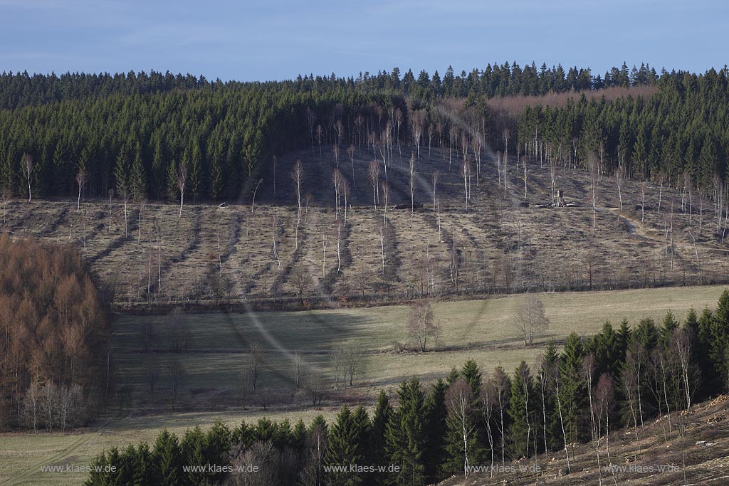 Netphen Walpersdorf Siegerlaender Hauberg, Hauberglandschaft, traditionelle Forstwirtschaft mit Birken Niederwald, geschlagener Birkenwald mit einzelnen stehen gebliebenen Samungsbauemen im Vorfruehling. Der Hauberg (auch Hackberg) ist eine fr das Siegerland typische Form der genossenschaftlichen Waldbewirtschaftung. Sie diente der Gewinnung von Gerblohe, Holzkohle fr die regional bedeutsame Eisenerzverarbeitung und von Brennholz; Netphen Walpersdorf landspace twith traditional forerstry.