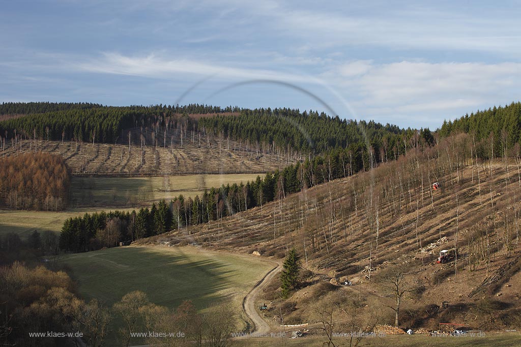 Netphen Walpersdorf Siegerlaender Hauberg, Hauberglandschaft, traditionelle Forstwirtschaft mit Birken Niederwald, geschlagener Birkenwald mit einzelnen stehen gebliebenen Samungsbauemen im Vorfruehling. Der Hauberg (auch Hackberg) ist eine fr das Siegerland typische Form der genossenschaftlichen Waldbewirtschaftung. Sie diente der Gewinnung von Gerblohe, Holzkohle fr die regional bedeutsame Eisenerzverarbeitung und von Brennholz; Netphen Walpersdorf landspace twith traditional forerstry.