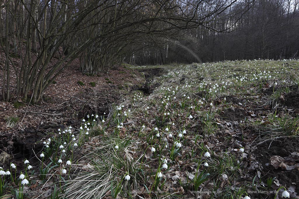 Netphen Walpersdorf, bluehende Maerzenbecher, Fruehlingsknotenblumen auf Fechtwiese im Naturschutzgebiet; Netphen Walpersdorf spring snowflake ( Leucojum vernum ) in flower