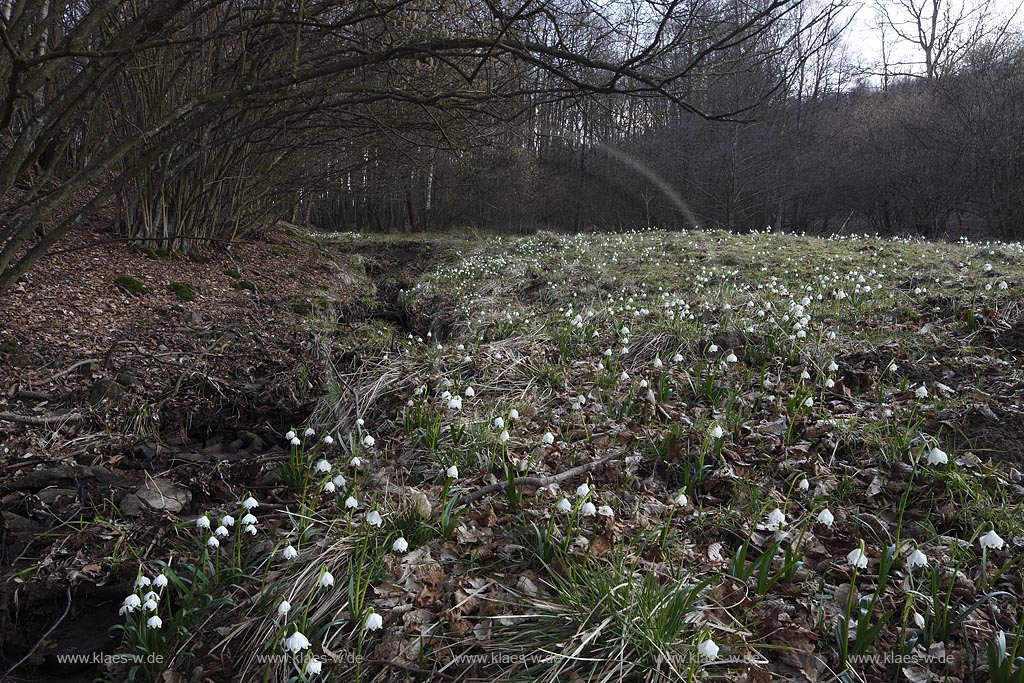 Netphen Walpersdorf, bluehende Maerzenbecher, Fruehlingsknotenblumen auf Fechtwiese im Naturschutzgebiet; Netphen Walpersdorf spring snowflake ( Leucojum vernum ) in flower