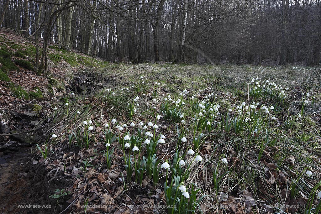 Netphen Walpersdorf, bluehende Maerzenbecher, Fruehlingsknotenblumen auf Fechtwiese im Naturschutzgebiet; Netphen Walpersdorf spring snowflake ( Leucojum vernum ) in flower