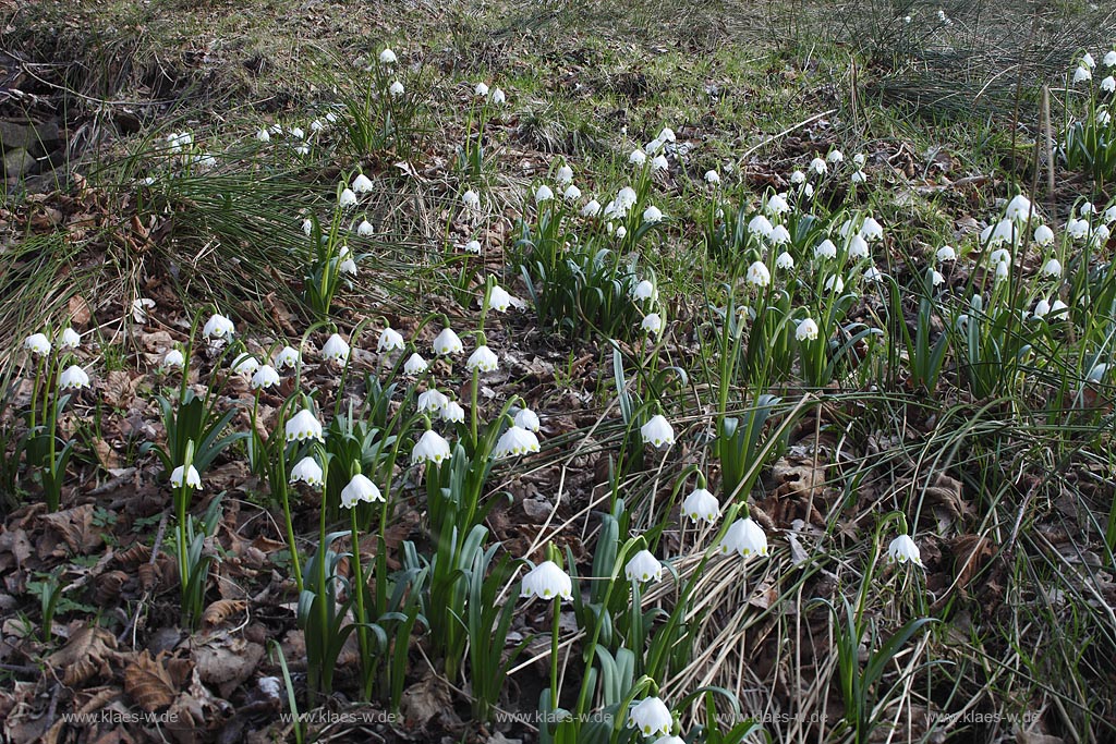Netphen Walpersdorf, bluehende Maerzenbecher, Fruehlingsknotenblumen auf Fechtwiese im Naturschutzgebiet; Netphen Walpersdorf spring snowflake ( Leucojum vernum ) in flower