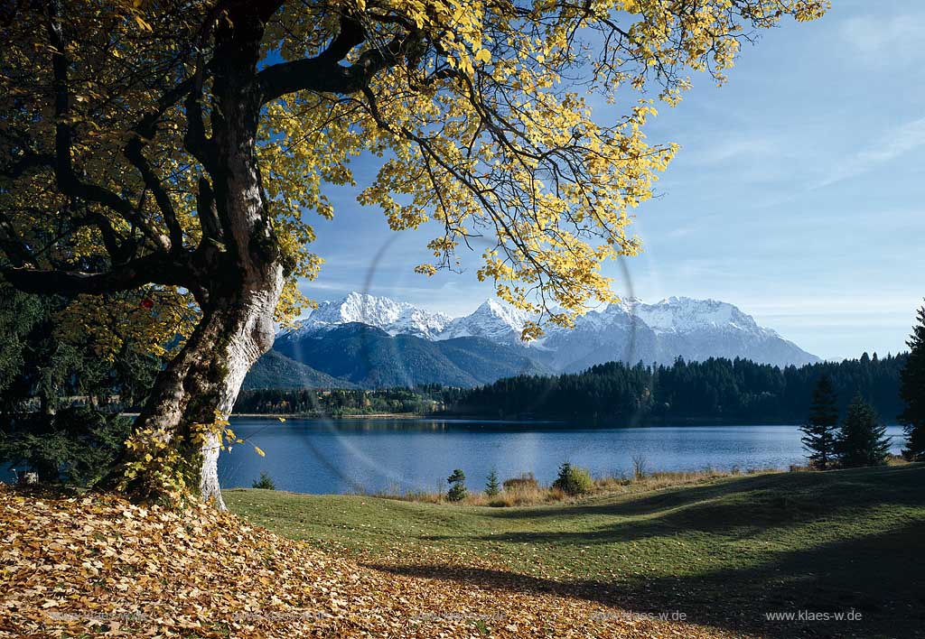 Barmsee Blick ueber den See mit Bergahorn gegen Karwendelgebirge, Gemeinde Kruen im Landkreis Garmisch Partenkirchen im Herbst; Barmsee a lake near Kruen with view to Karwendel rock mass in autumn with sycamore maple