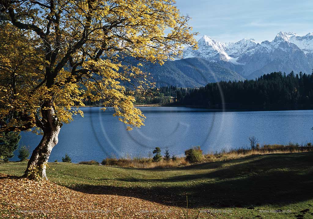 Barmsee Blick ueber den See mit Bergahorn gegen Karwendelgebirge, Gemeinde Kruen im Landkreis Garmisch Partenkirchen im Herbst; Barmsee a lake near Kruen with view to Karwendel rock mass in autumn with sycamore maple