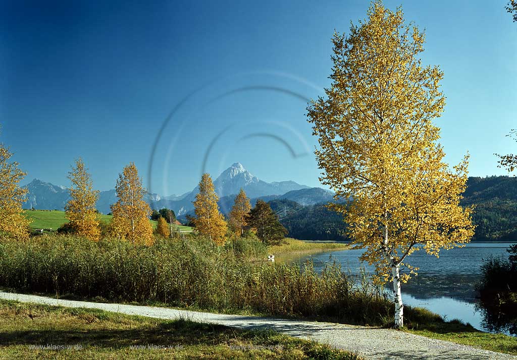 Weissensee im Allgaeu, Blick ueber den See gegen Saeuling in Herbstlandschaft, Birke verfaerbt; Weissensee in allgaeu, view over the lake Saeuling mountain in autumn coloured landspape with birch trees