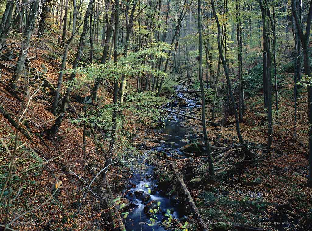 Gemnden, Gemuenden, Westerburg, Westerwaldkreis, Westerwald, Fuchskaute, Blick auf Holzbachschlucht