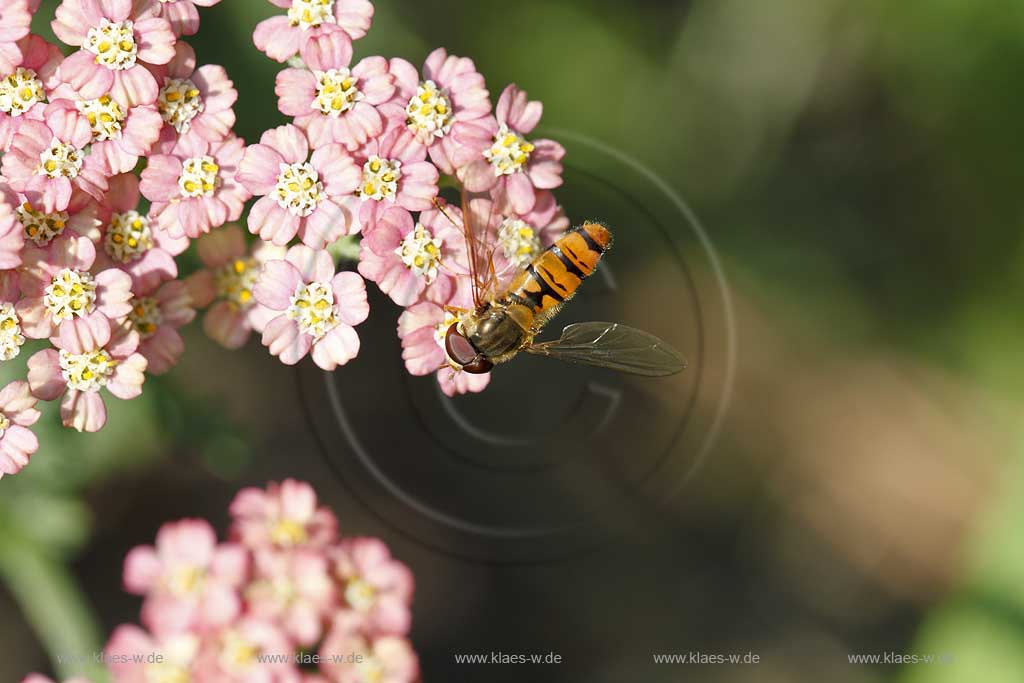 Hain  Schwebfliege ( Pisyrphus balteatus ) auf lachsfarbener Bluehte der Schafgabe sitzend