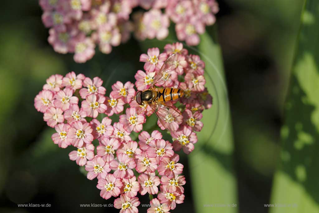 Hain  Schwebfliege ( Pisyrphus balteatus ) auf lachsfarbener Bluehte der Schafgabe sitzend