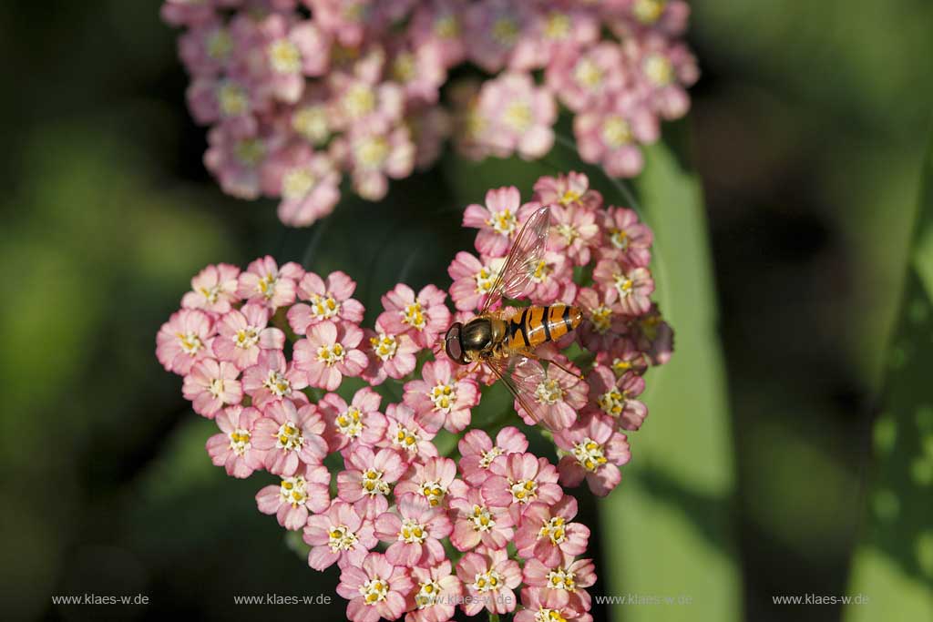 Hain  Schwebfliege ( Pisyrphus balteatus ) auf lachsfarbener Bluehte der Schafgabe sitzend