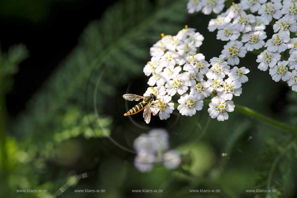 Schwebfliege ( syrphidae ) auf weisser Bluehte der Schafgabe nach Nektar suchend