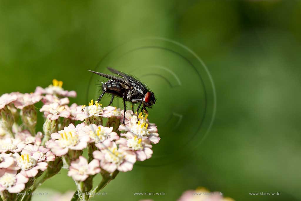 Schwebfliege ( syrphidae ) auf weisser Bluehte der Schafgabe nach Nektar suchend