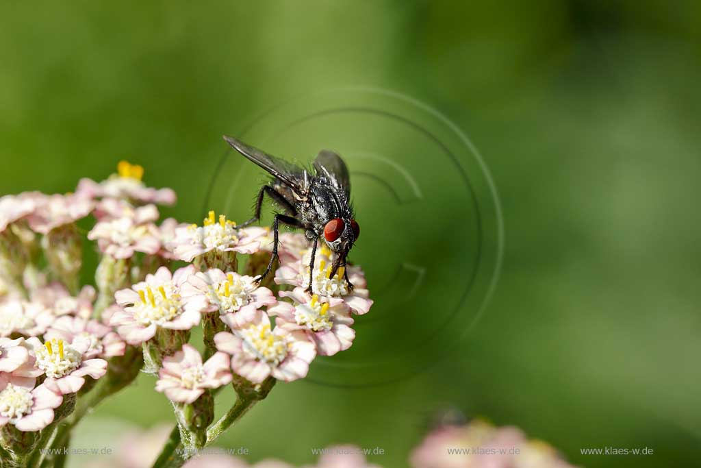 Schwebfliege ( syrphidae ) auf weisser Bluehte der Schafgabe nach Nektar suchend