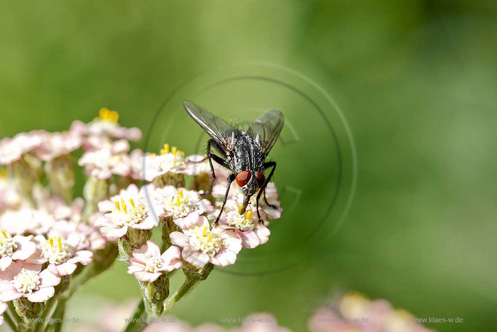 Schwebfliege ( syrphidae ) auf weisser Bluehte der Schafgabe nach Nektar suchend