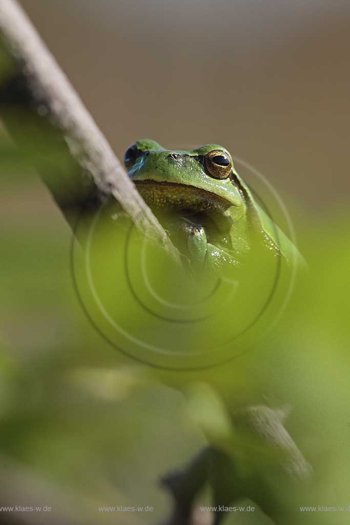 Smaragdeidechse (Lacerta viridis) Sonnenbad auf altem Holz Ungarn, Kiskunsag Nationalpark ; Klaes/Hagen Naturfotografie