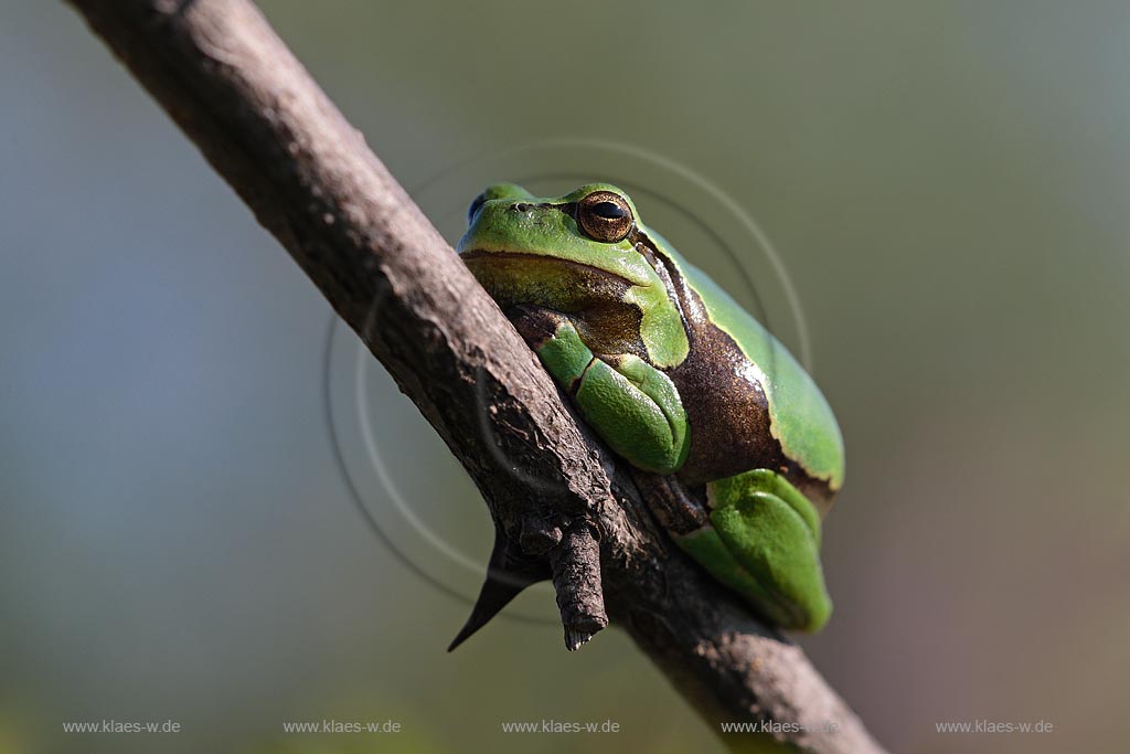 Smaragdeidechse (Lacerta viridis) Sonnenbad auf altem Holz Ungarn, Kiskunsag Nationalpark ; Klaes/Hagen Naturfotografie