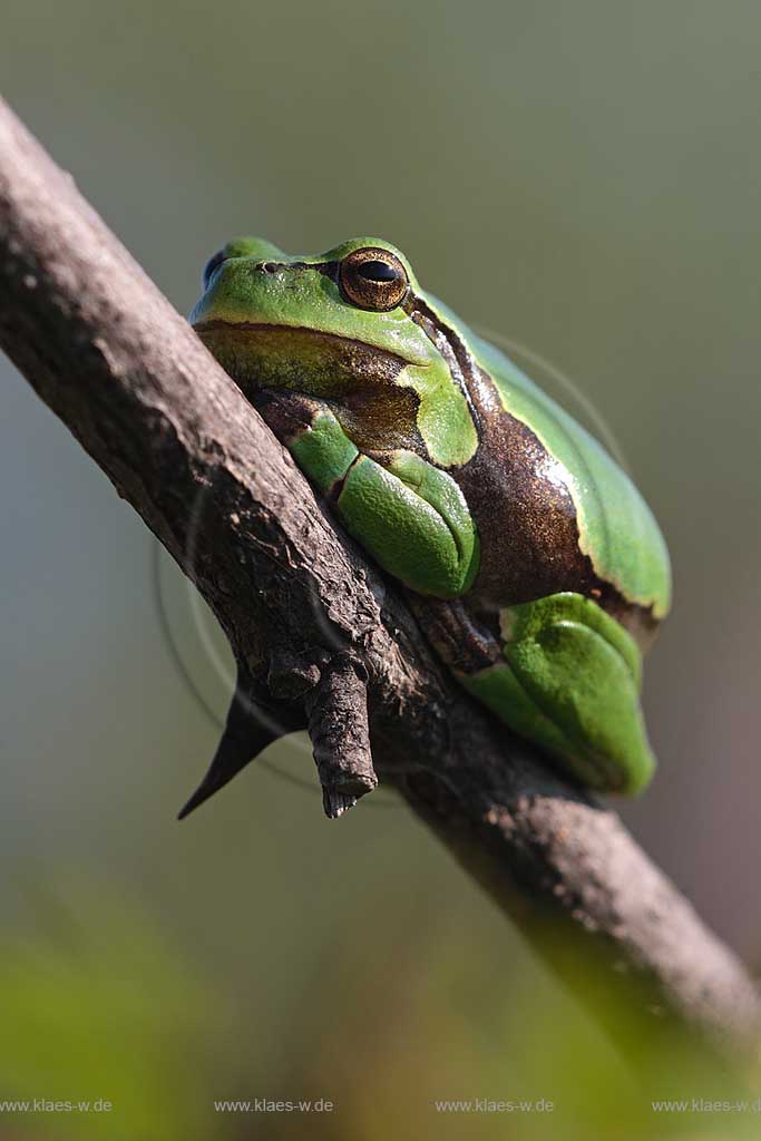 Laubfrosch sitzt auf Zweig