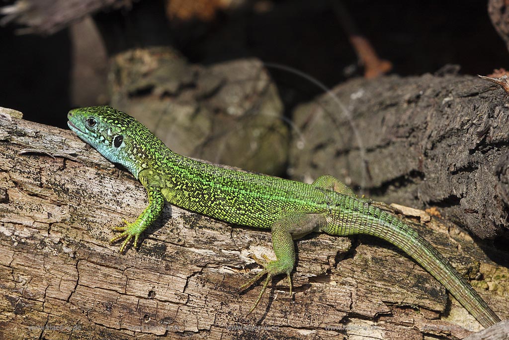 Smaragdeidechse (Lacerta viridis) Sonnenbad auf altem Holz Ungarn, Kiskunsag Nationalpark ; Klaes/Hagen Naturfotografie