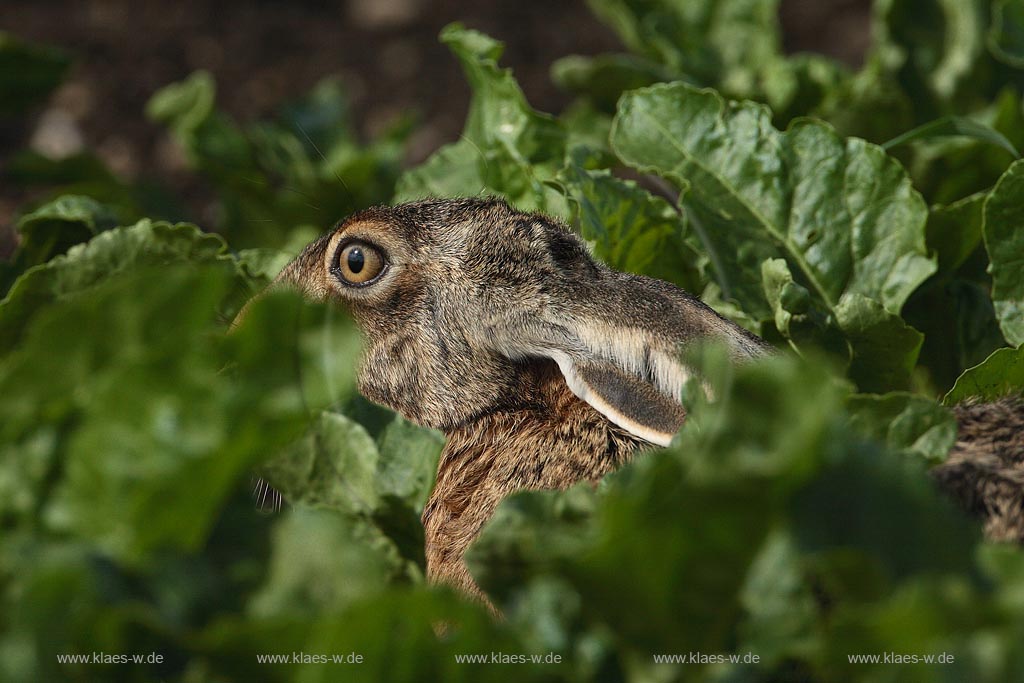 Feldhase im Ruebenfeld versteckt