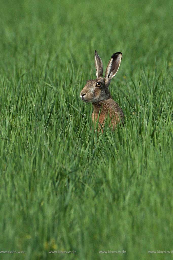 Feldhase sitzt im Gras