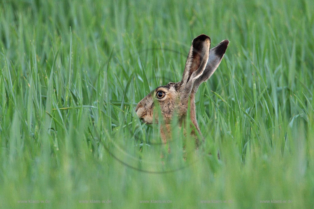 Feldhase sitzt im Gras