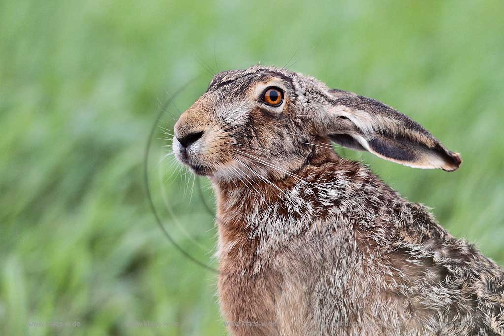 Burgenland Oesterreih Portrait eines Feldhasen auf  einer Wiese; Austria portrait of a hare in grass