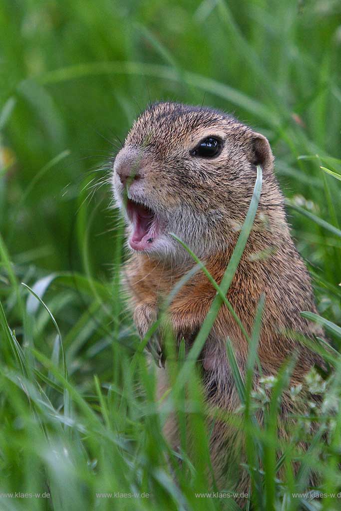 Burgenland Oesterreich stehendes Ziesel im Gras; Austria standing European ground squirrel in grass