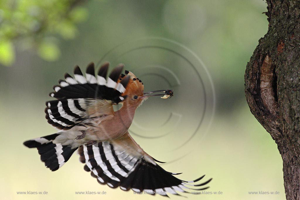 Ein Wiedehopf mit Kfer im Schnabel fliegt die Bruthhle an