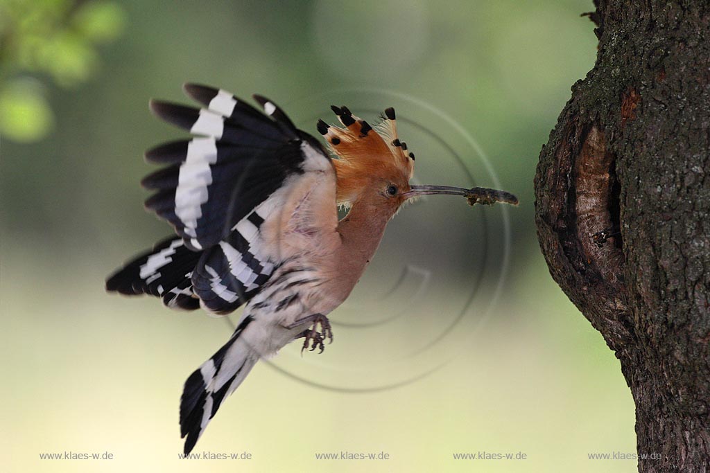 Ein Wiedehopf mit Raupe im Schnabel fliegt die Bruthhle an, das Junge wartet schon