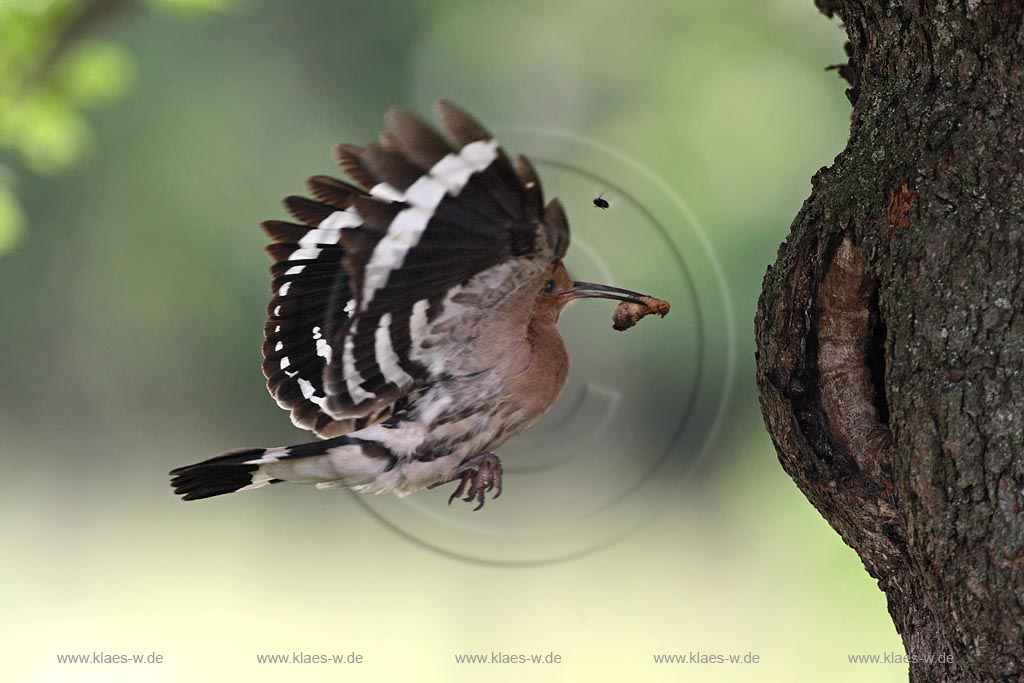 Ein Wiedehopf mit Raupe im Schnabel fliegt die Bruthhle an