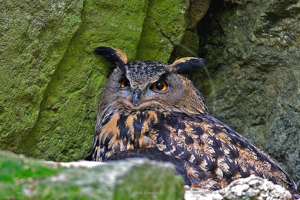 Weiblicher Uhu sitz auf dem Horst in einer Felswand