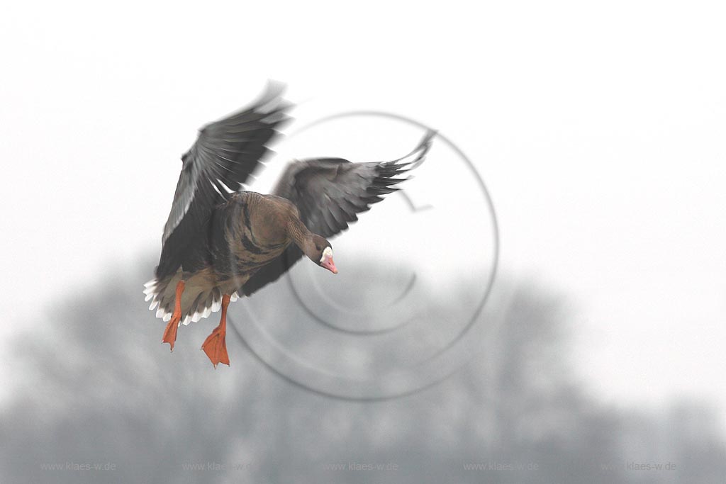 Blaessgans im Anflug