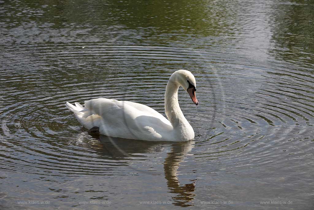 Schwimmender Hoeckerschwan einjaehrig, heller Schnabel, weiches Gefieder auf dem Deichsee in Duesseldorf Wersten, Suedpark mit Spiegelbild; Swimming mute swan in Duesseldorf southpark with mirror image