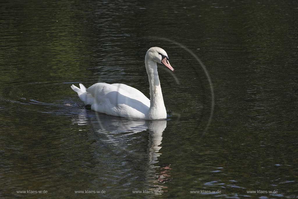Schwimmender Hoeckerschwan einjaehrig, heller Schnabel, weiches Gefieder auf dem Deichsee in Duesseldorf Wersten, Suedpark mit Spiegelbild; Swimming mute swan in Duesseldorf southpark with mirror image