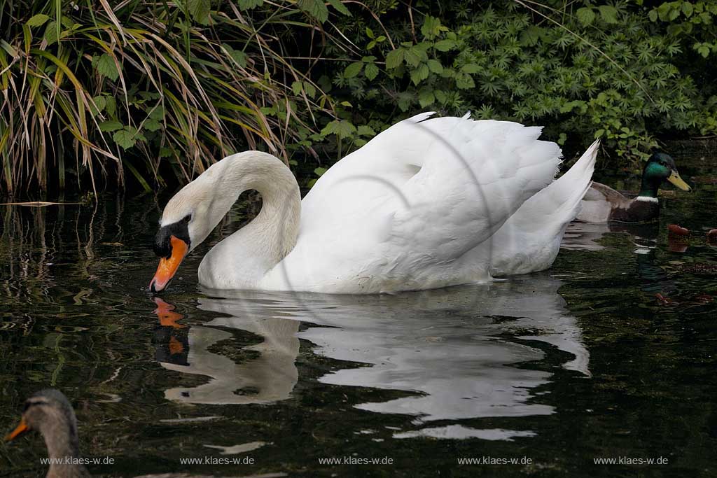 Schwimmender Hoeckerschwan  in Duesseldorf Wersten, Suedpark mit Spiegelbild; Swimming mute swan in Duesseldorf southpark with mirror image